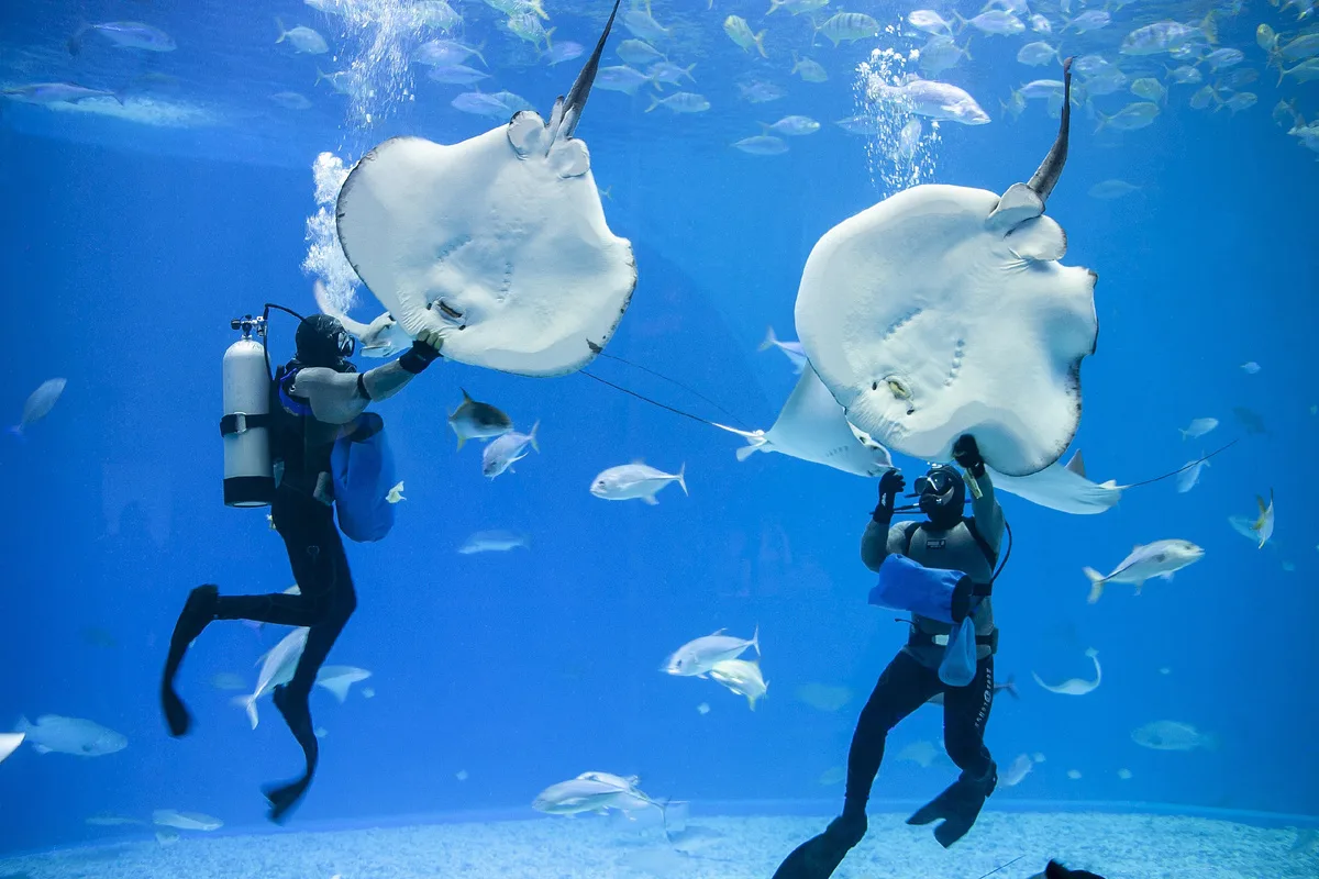 6Diving a Hurghada (su uno yacht)